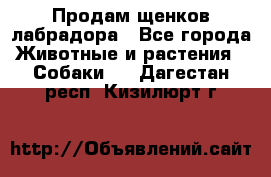 Продам щенков лабрадора - Все города Животные и растения » Собаки   . Дагестан респ.,Кизилюрт г.